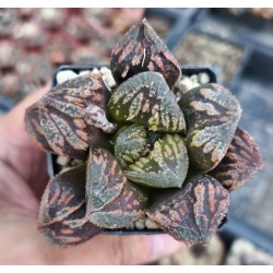 Haworthia 'SPLENDID', Renny Wong hybrid