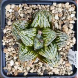 Haworthia 'SPLENDID MUTANT', Renny Wong hybrid