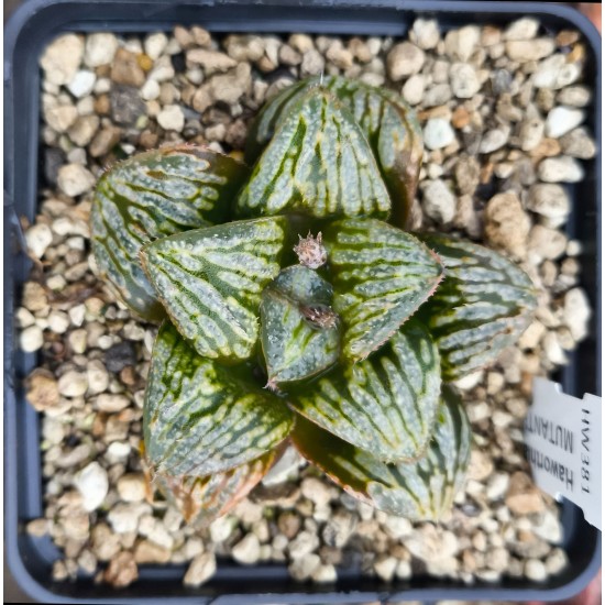 Haworthia 'SPLENDID MUTANT', Renny Wong hybrid