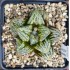 Haworthia 'SPLENDID MUTANT', Renny Wong hybrid