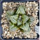 Haworthia 'SPLENDID MUTANT', Renny Wong hybrid