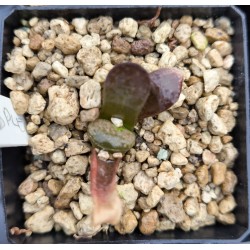 Haworthia 'SPLENDID MUTANT', Renny Wong hybrid