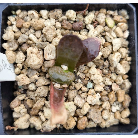 Haworthia 'SPLENDID MUTANT', Renny Wong hybrid