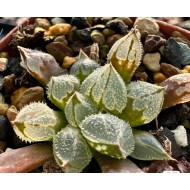 Haworthia 'ICE SOUL' mutant
