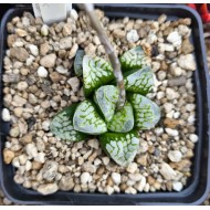 Haworthia bayeri 'CLOUDS PATTERN'