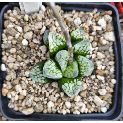 Haworthia bayeri 'CLOUDS PATTERN'
