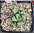 Haworthia bayeri 'CLOUDS PATTERN'