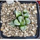 Haworthia bayeri 'CLOUDS PATTERN'