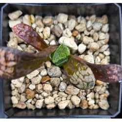 Haworthia bayeri 'CLOUDS PATTERN'