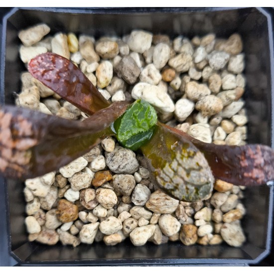 Haworthia bayeri 'CLOUDS PATTERN'