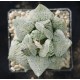 Haworthia 'ANGEL' 「天 使」」 Renny Wong hybrid