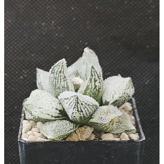 Haworthia 'ANGEL' 「天 使」」 Renny Wong hybrid