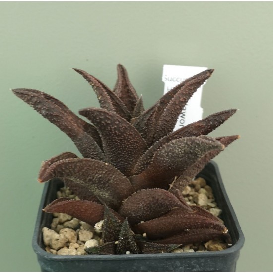 Haworthia koelmaniorum hybrid