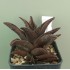 Haworthia koelmaniorum hybrid