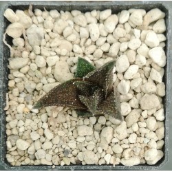 Haworthia koelmaniorum hybrid