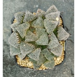 Haworthia 'YOROI'