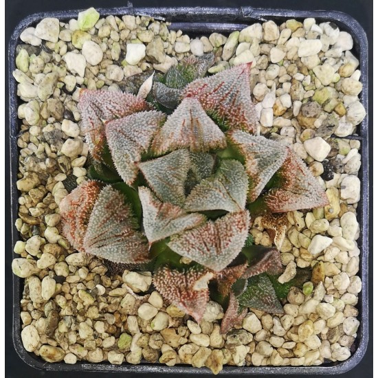 Haworthia 'the life of rose'