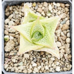 Haworthia tesellata 'THICK WINDOWS'