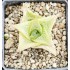Haworthia tesellata 'THICK WINDOWS'