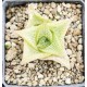 Haworthia tesellata 'THICK WINDOWS'