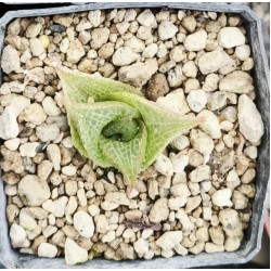 Haworthia tesellata 'THICK WINDOWS'