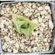 Haworthia tesellata 'THICK WINDOWS'