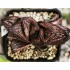 Haworthia RN-K99