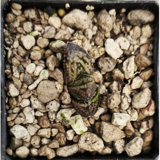 Haworthia RN-K99