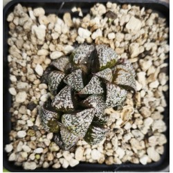 Haworthia DW*WW*COSMIC CANDY 