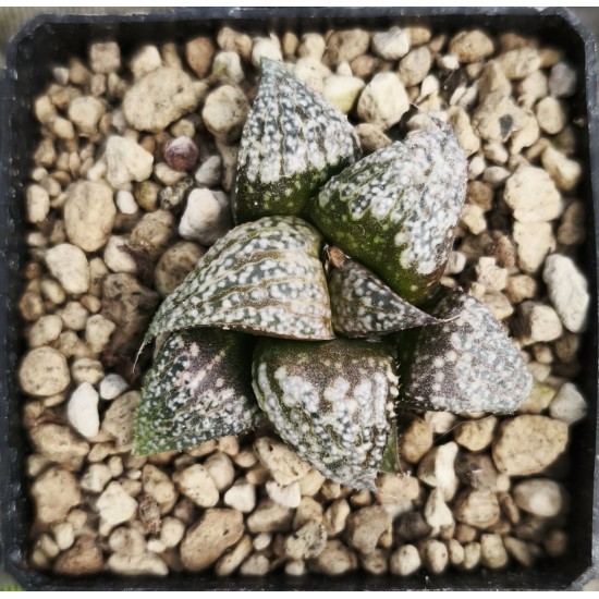Haworthia DW*WW*COSMIC CANDY 