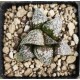 Haworthia DW*WW*COSMIC CANDY 
