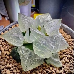 Haworthia mutant 'ICE CITY' hybrid