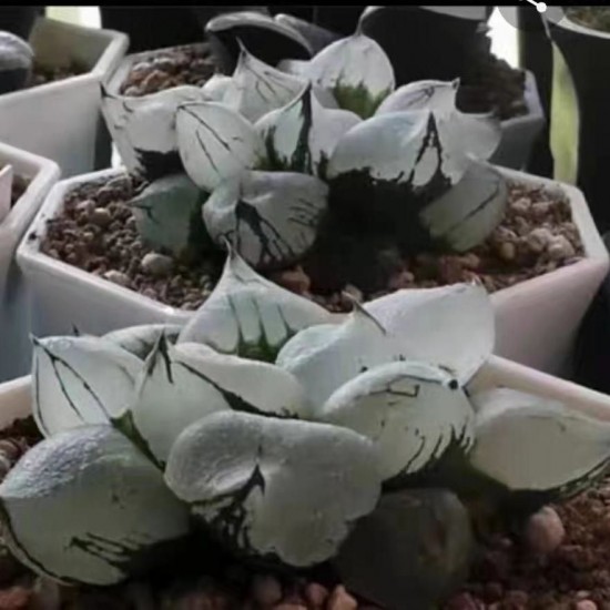 Haworthia mutant 'POPCORN' Haworthia mutant 'POPCORN'