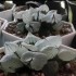 Haworthia mutant 'POPCORN'
