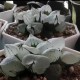 Haworthia mutant 'POPCORN' Haworthia mutant 'POPCORN'