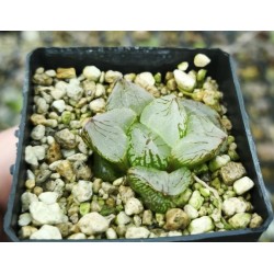 Haworthia mutant 'POPCORN'