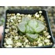 Haworthia mutant 'POPCORN' Haworthia mutant 'POPCORN'