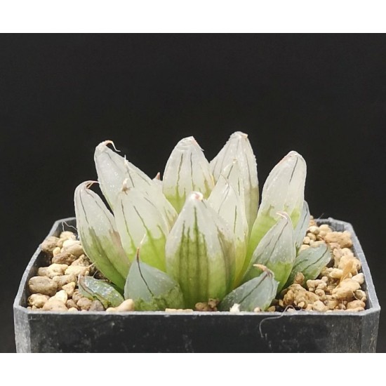 Haworthia mutant 'SCIAKY'