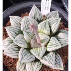 Haworthia mutica 'CRACK'