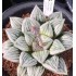 Haworthia mutica 'CRACK'