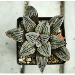 Haworthia mutica 'CRACK'