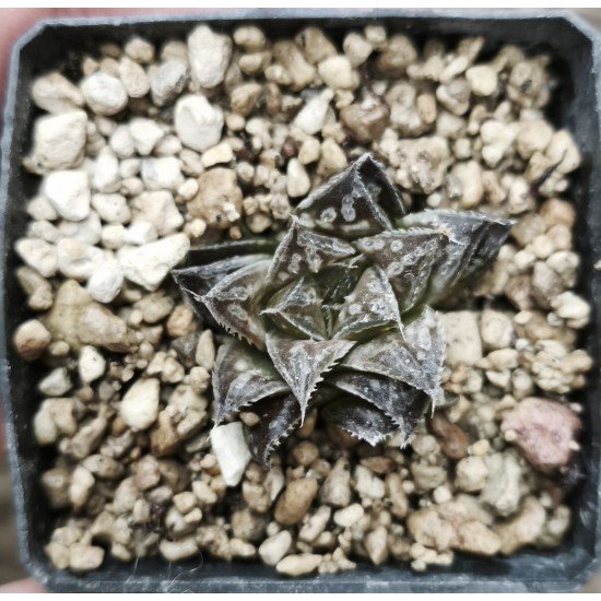 Haworthia Kyoh-murasaki