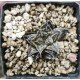 Haworthia Kyoh-murasaki