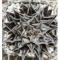 Haworthia Kyoh-murasaki