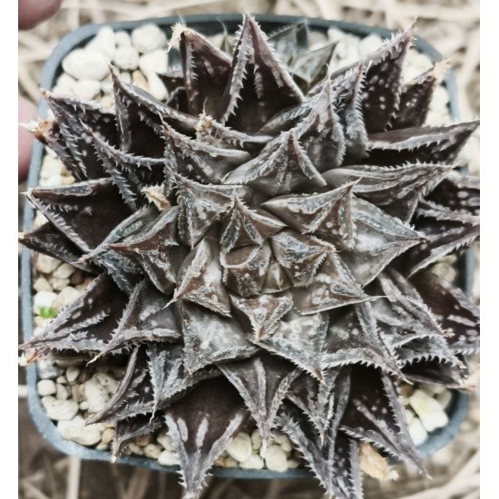 Haworthia Kyoh-murasaki