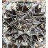 Haworthia Kyoh-murasaki