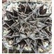 Haworthia Kyoh-murasaki
