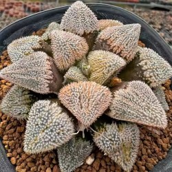 Haworthia pygmeae 'hedgehog'