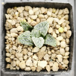 Haworthia pygmeae 'hedgehog'