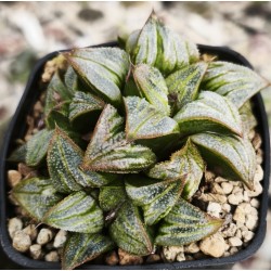 Haworthia 'AOKI MATSUI'